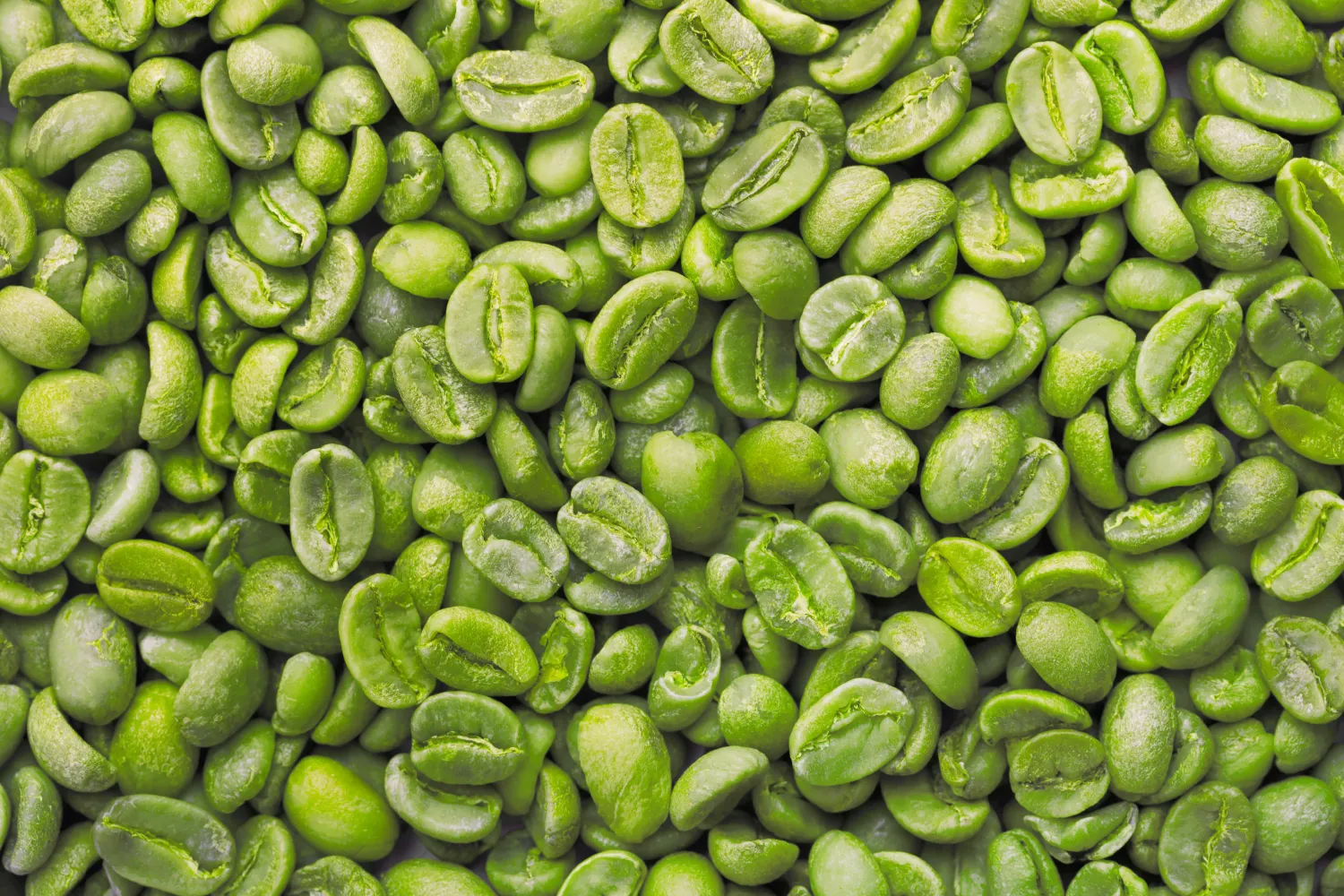 Green Coffee Sacks